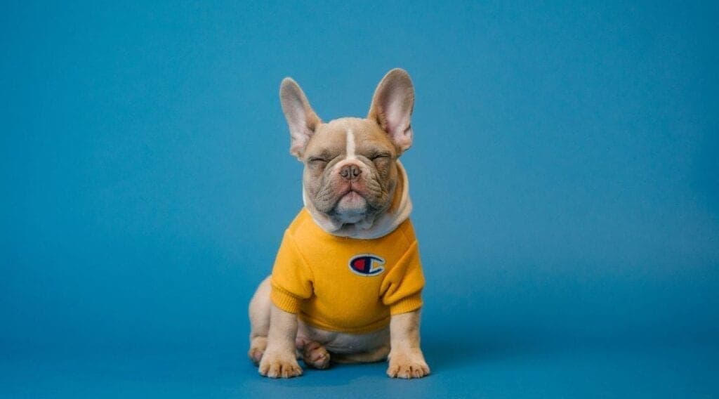 Bolt - Pooch Preferences: Navigating Current Trends in Dog Ownership